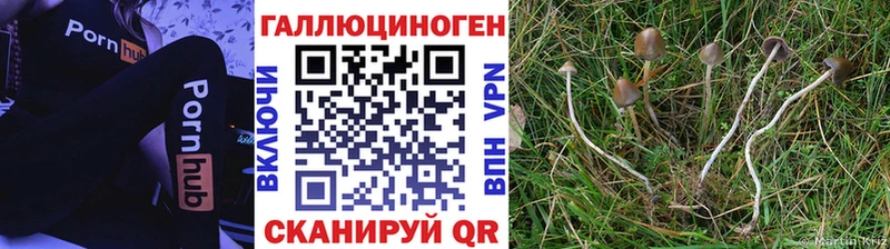 Псилоцибиновые грибы Psilocybe  сколько стоит  Солигалич 